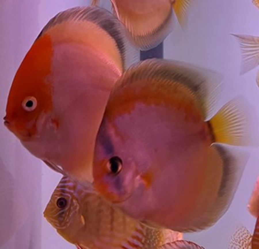 Discus Brown Golden Meave 8-10cm