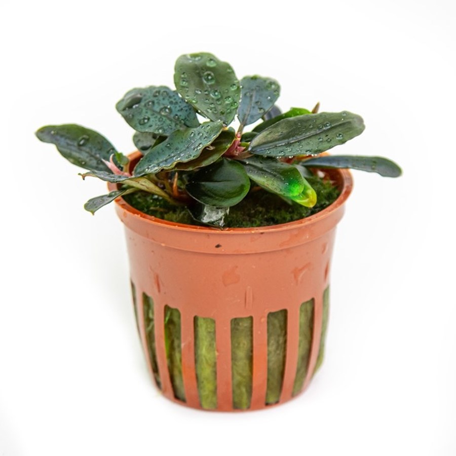 Bucephalandra sordilula 'Blue' potted