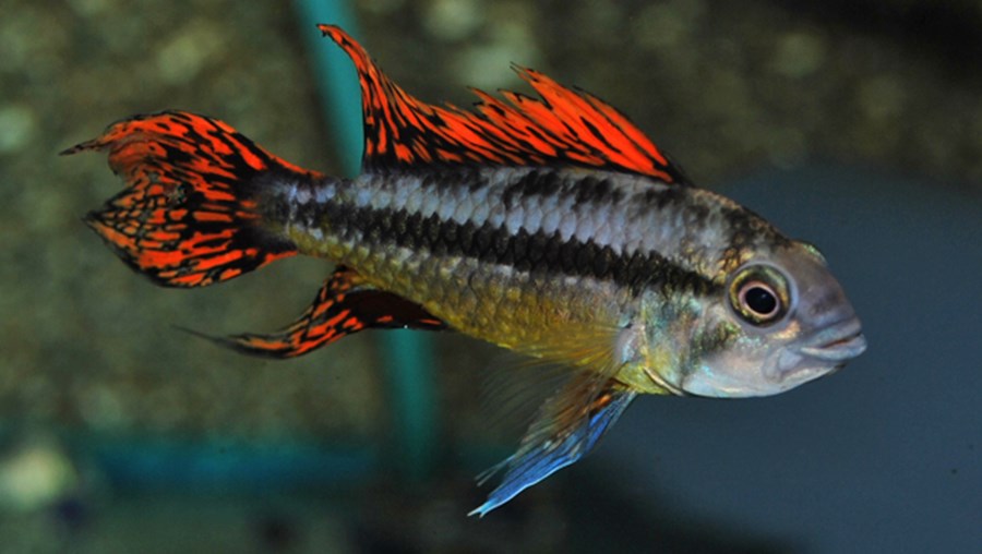 APISTOGRAMMA CACATUOIDES DOUBLE RED M 3-4cm