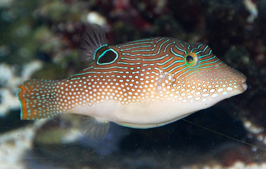 Canthigaster margaritata (small)