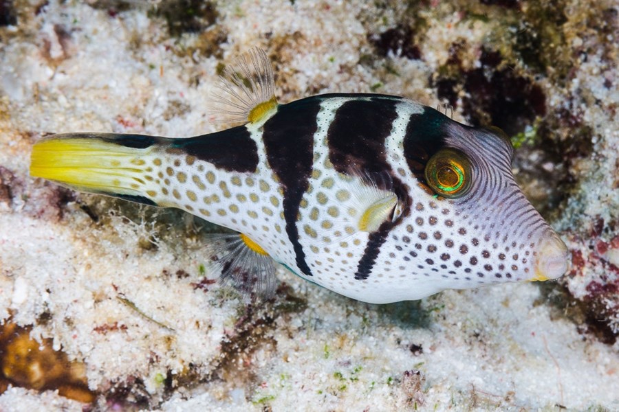 Canthigaster valentini (small)