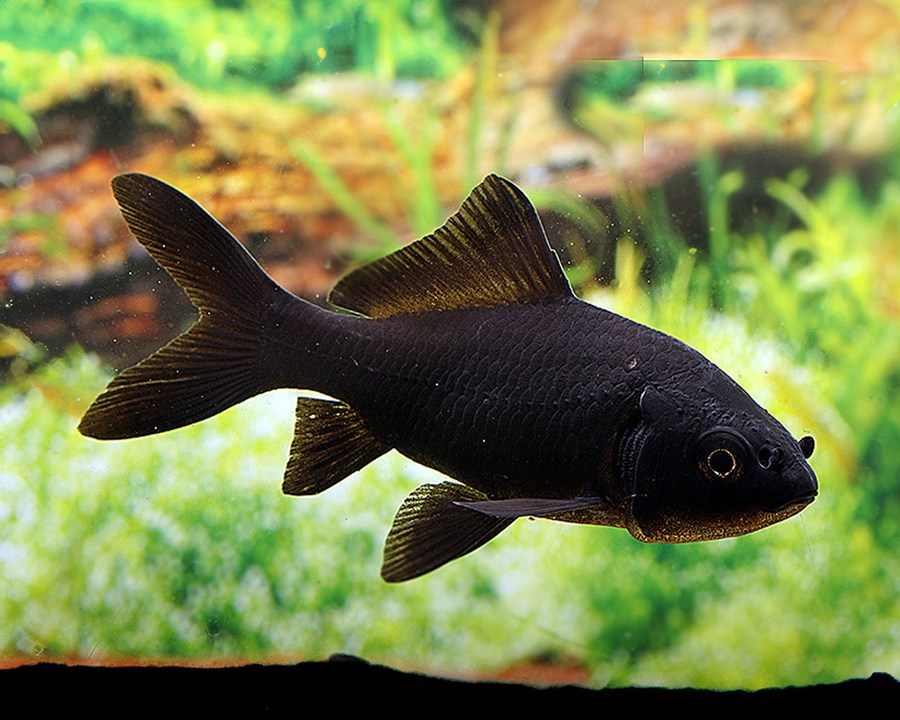 POISSON NOIR 6-9 CM