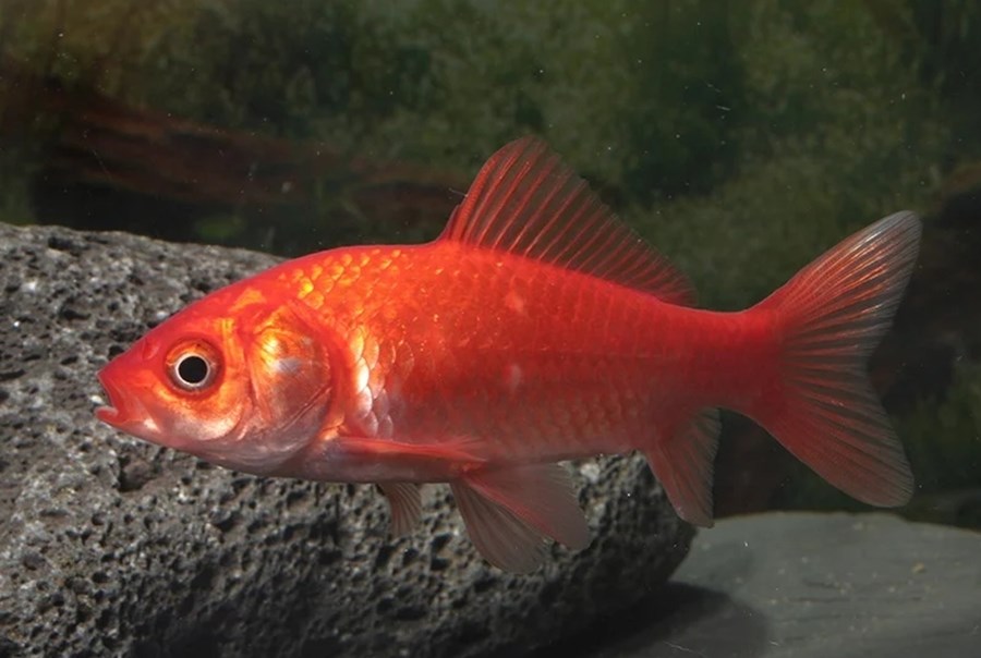 POISSON ROUGE 6-9 CM