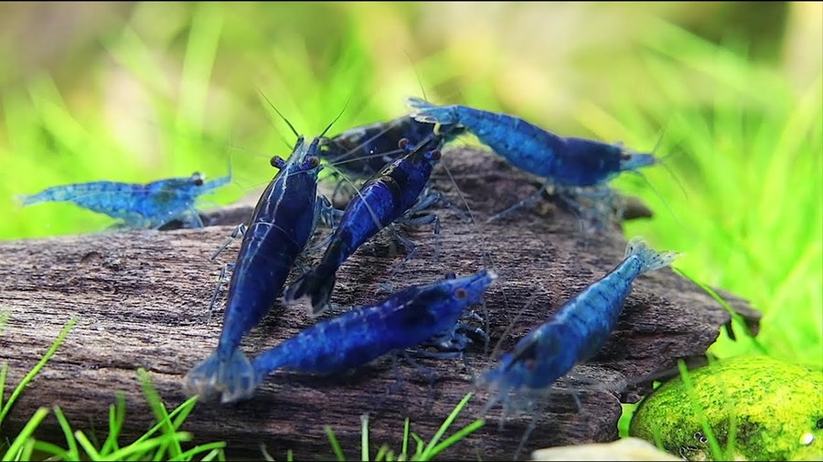 NEOCARIDINA DAVIDI BLUE VELVET M