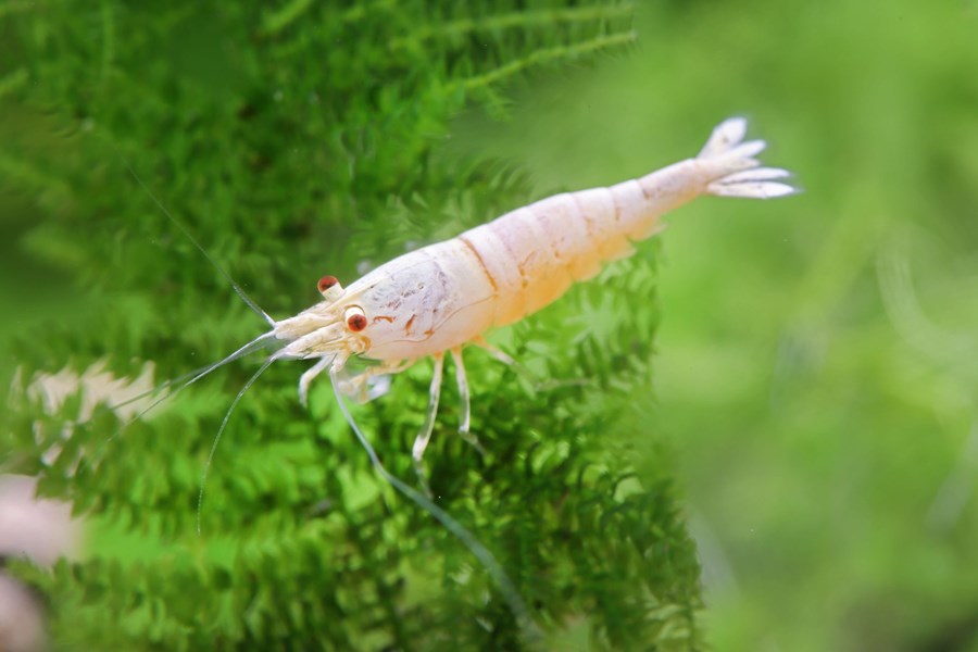 Caridina Snow white