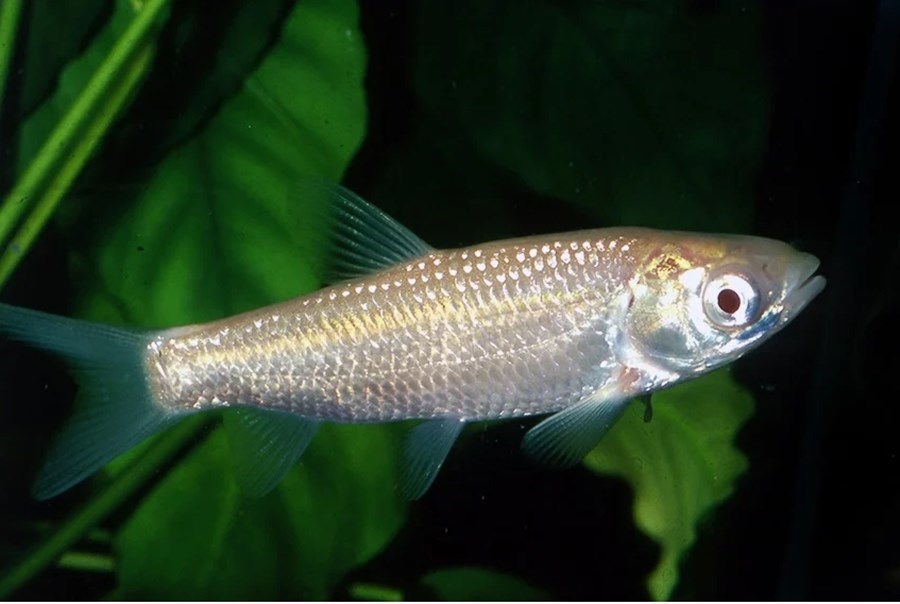 CARPE HERBIVORE ALBINOS 11-13 CM