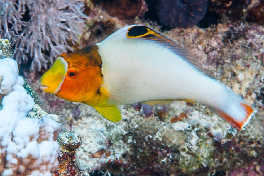 Cetoscarus bicolor (small)