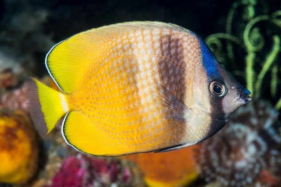 Chaetodon kleinii (small)