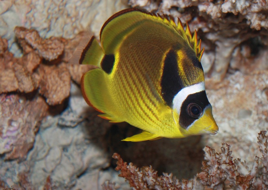 Chaetodon lunula (small)