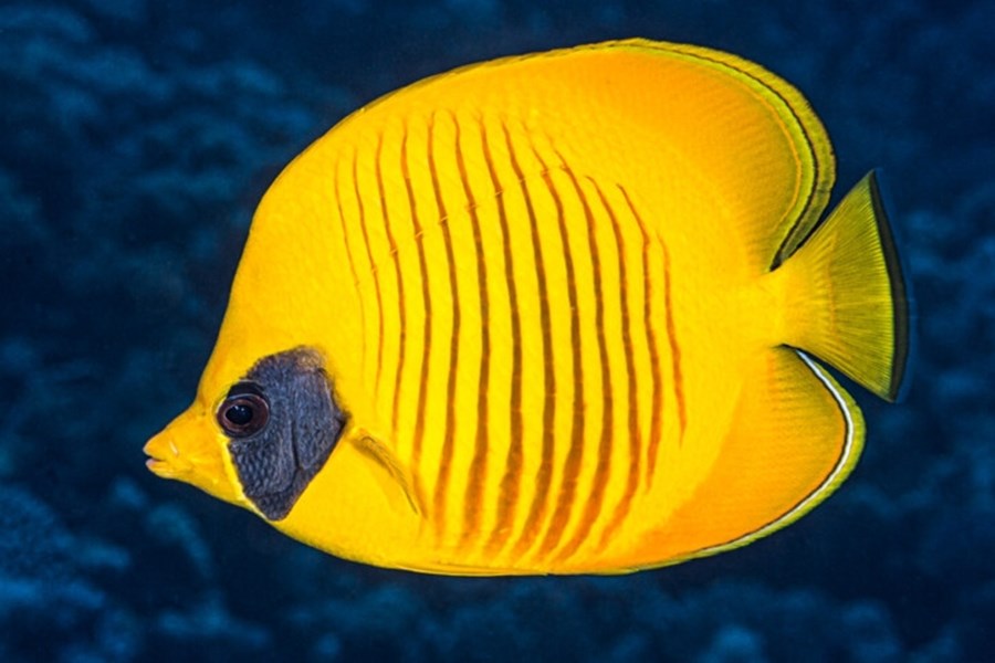 Chaetodon semilarvatus (small)