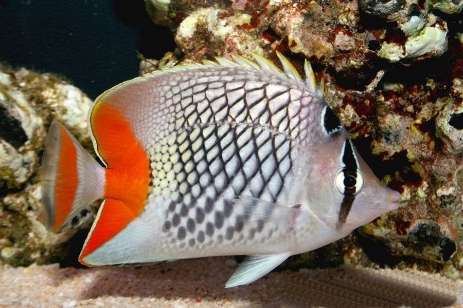 Chaetodon xanthurus (small)