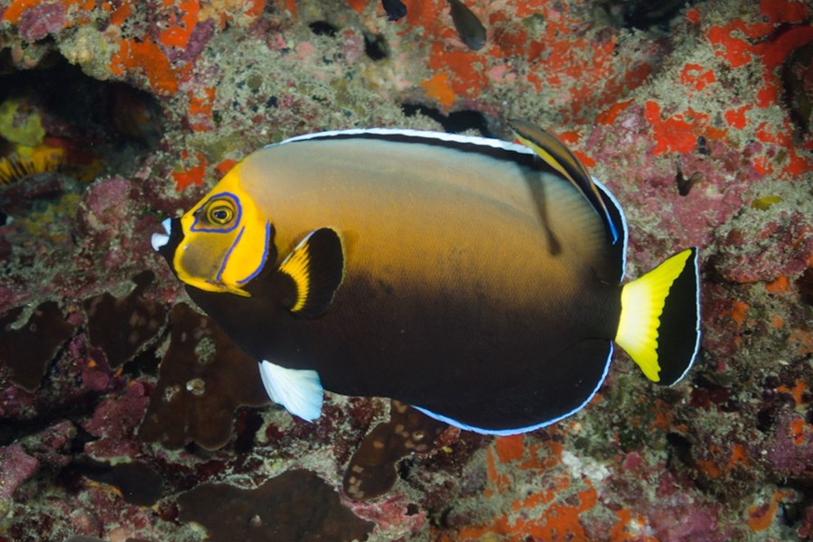 Chaetodontoplus conspicillatus