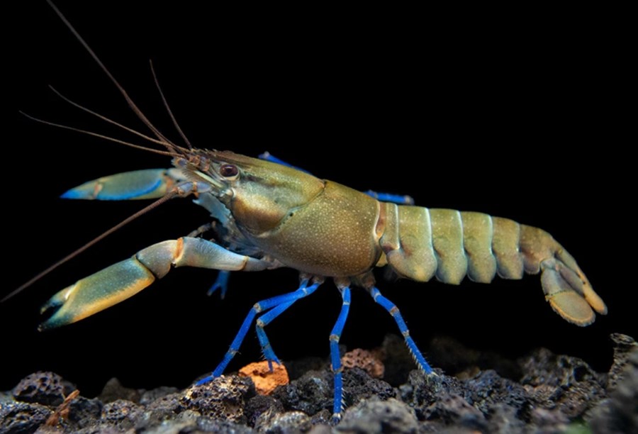 CHERAX SP. BOESEMANI TRICOLOR BLUE MOON CRAYFISH 5-7CM