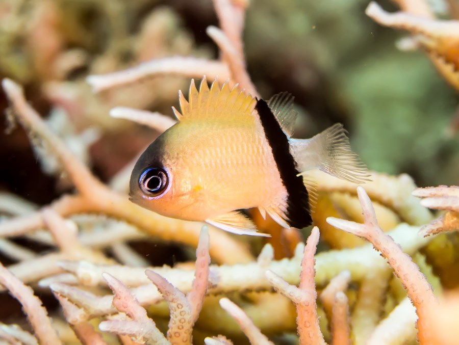 Chromis retrofasciata (small)