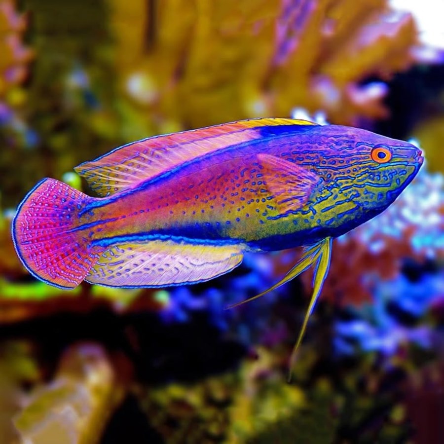 Cirrhilabrus lineatus (small)