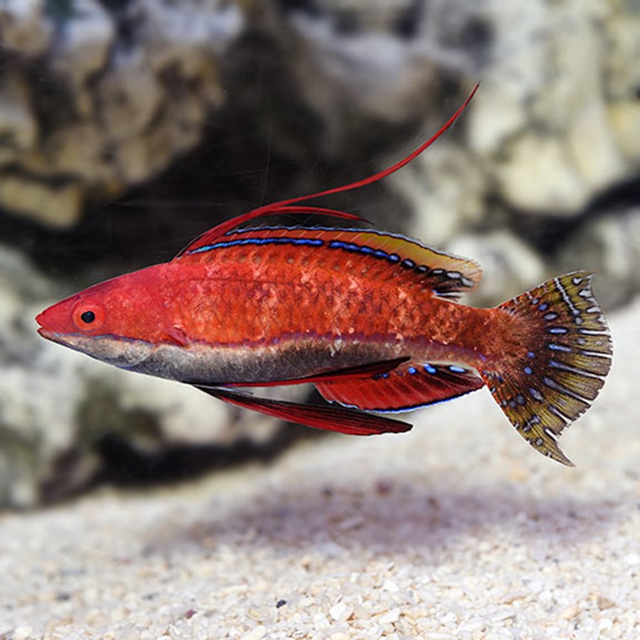 Cirrhilabrus rubeus (male) (small)