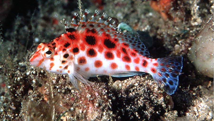 Cirrhitichthys oxycephalus (small)