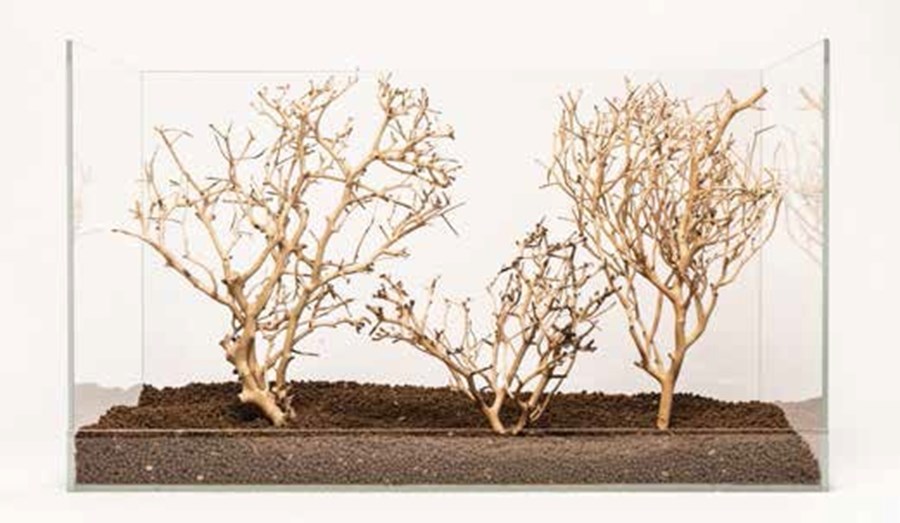 Coral-Tree, M, 20-30 cm