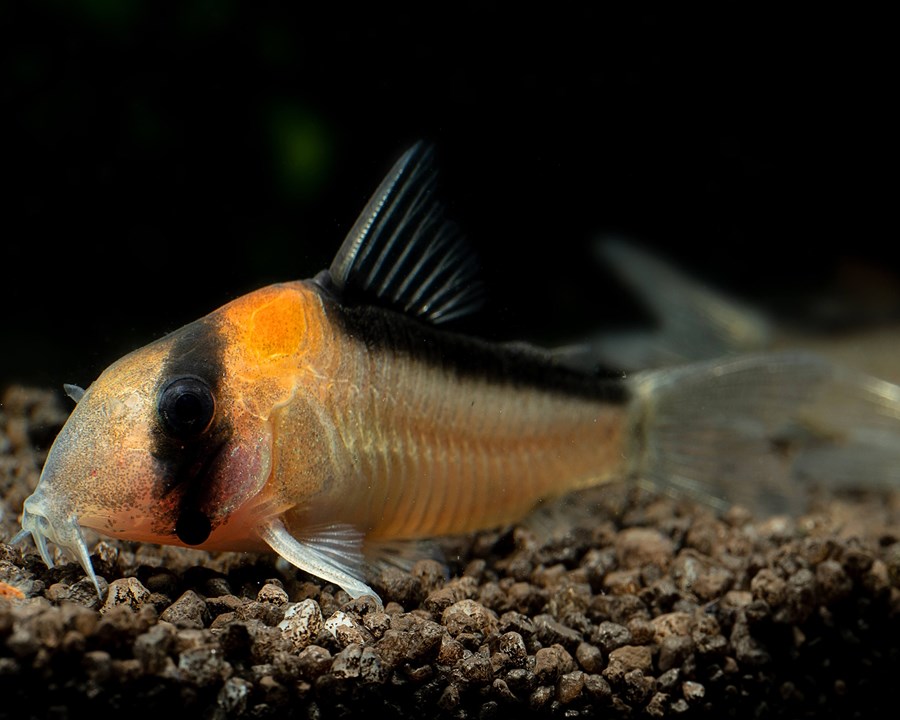 CORYDORAS ADOLFOI S/M 2-2,5cm