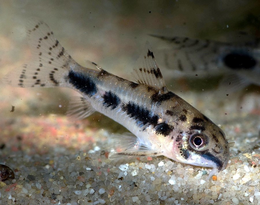 CORYDORAS HABROSUS S