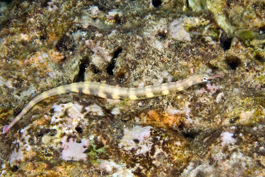 Corythoichthys haematopterus (small)