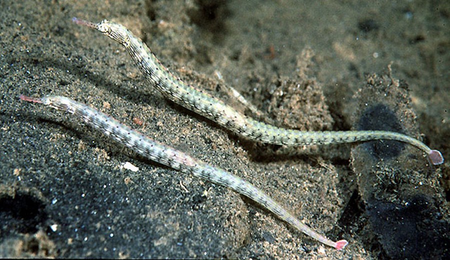 Corythoichthys intestinalis (small)