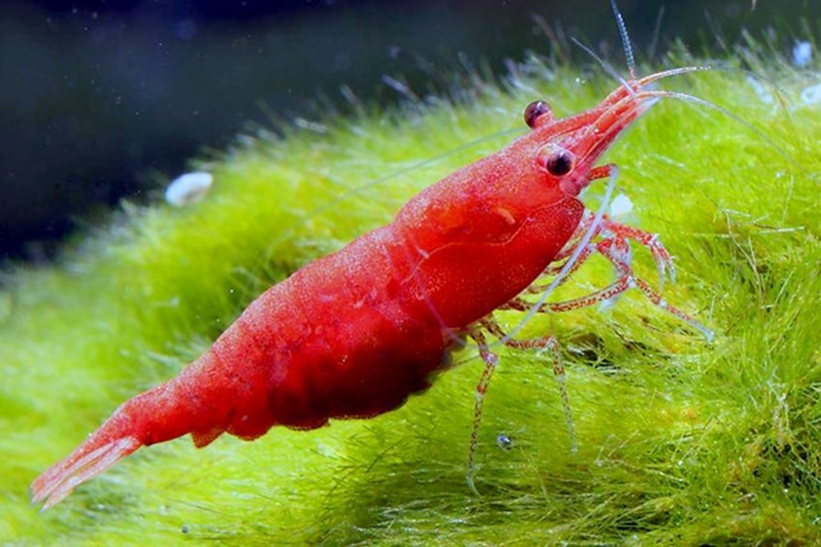 NEOCARIDINA HETEROPODA "RED FIRE"M