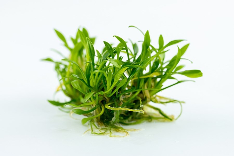 Cryptocoryne parva - In Vitro Tropica
