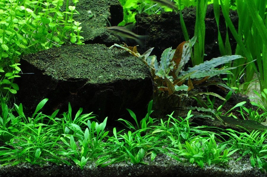 Cryptocoryne parva - In Vitro Tropica