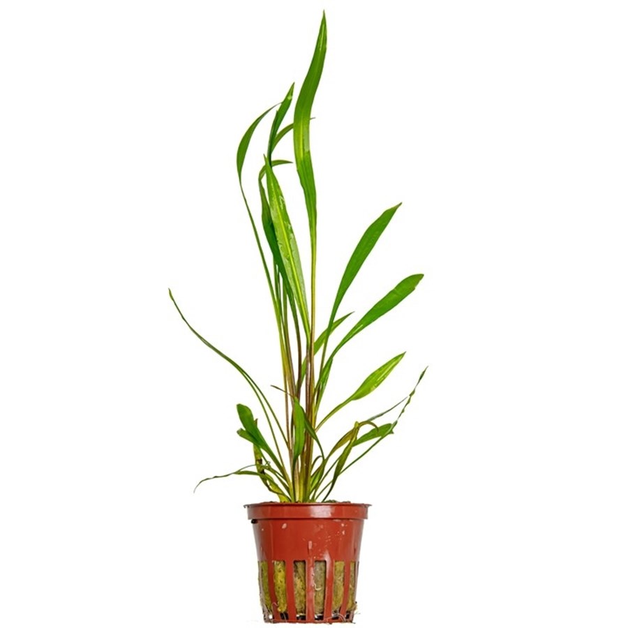 Vallisneria spiralis 'Red' potted