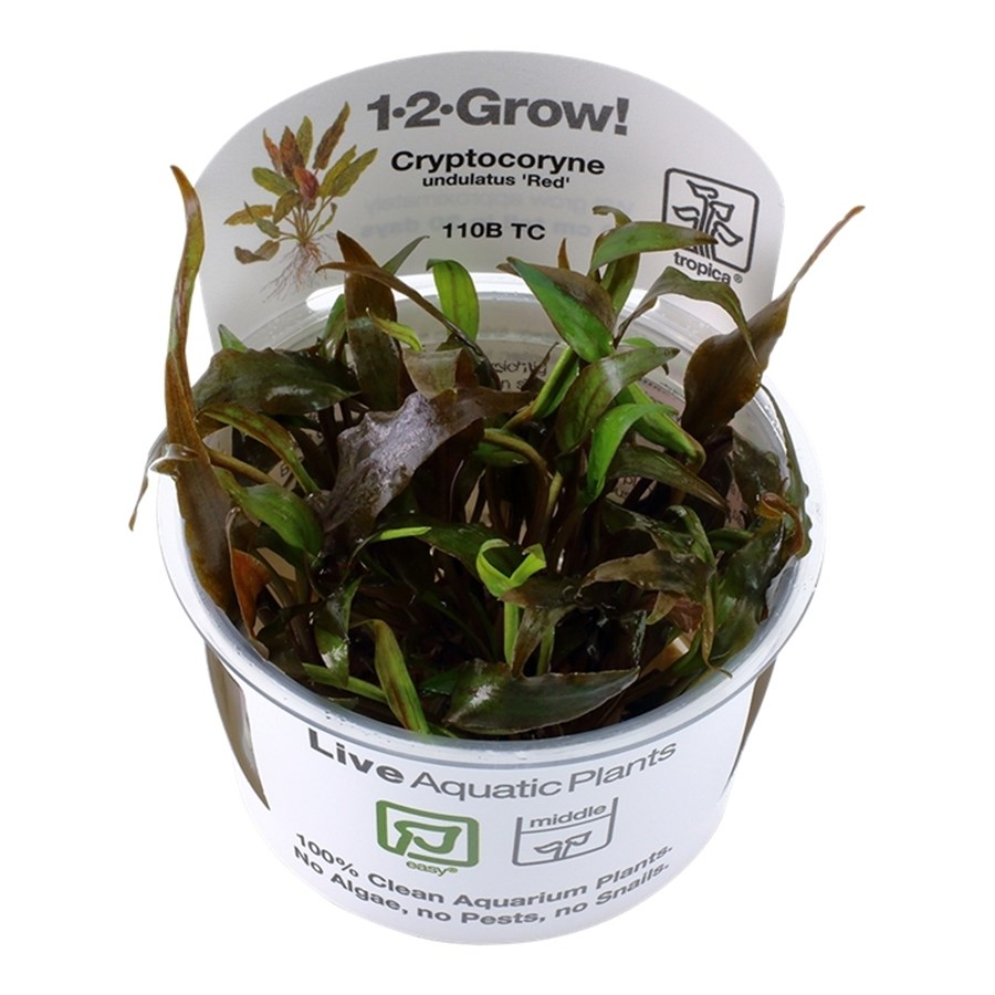 Cryptocoryne undulatus "broad leaf" - In Vitro Tropica