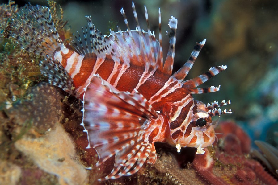 Dendrochirus zebra (small)