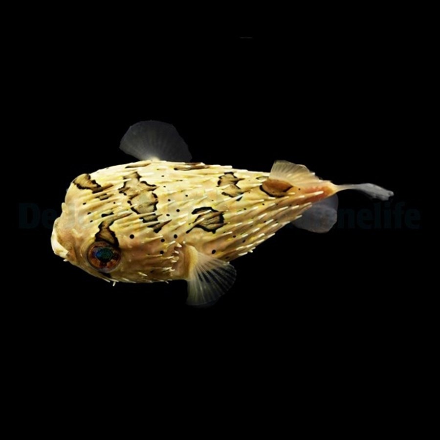 Diodon holocanthus (mdium)
