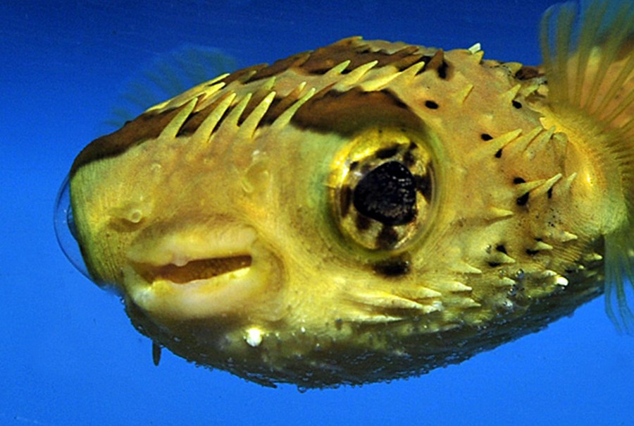 Diodon holocanthus (mdium)