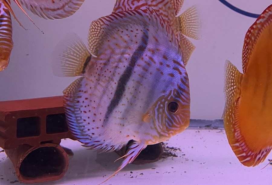 Discus Cobalt Heckel Cross 8-10cm