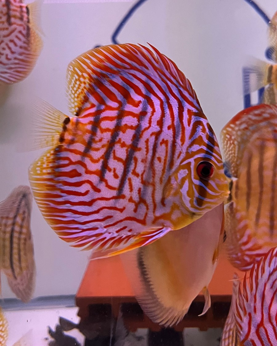 Discus Tiger Turquoise 12-14 cm