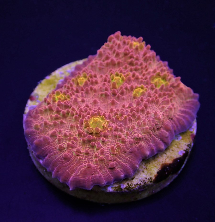 Echinophyllia spp. (Ultra) (frag)