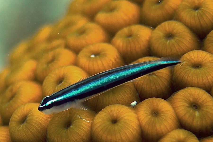 Elacatinus oceanops (small)