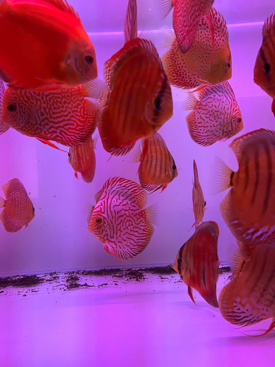 Discus Electric Dream 8-10 cm