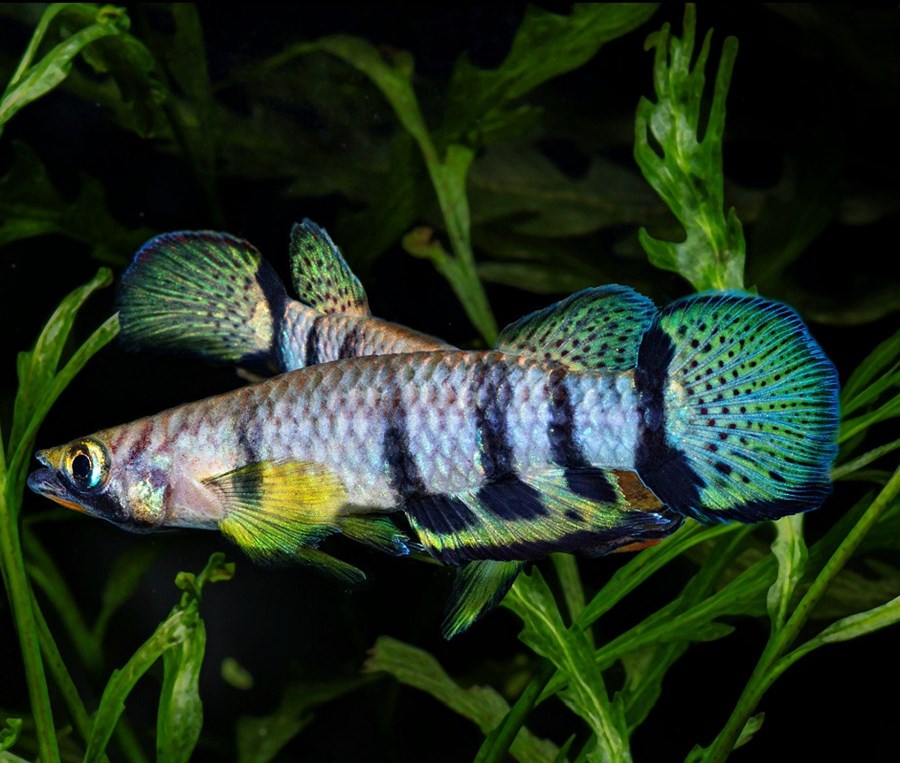 EPIPLATYS DAGETI 3-4cm