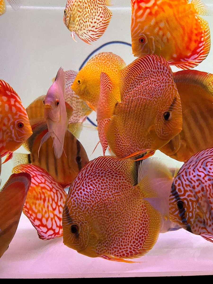 Discus Eruption 6-8 cm