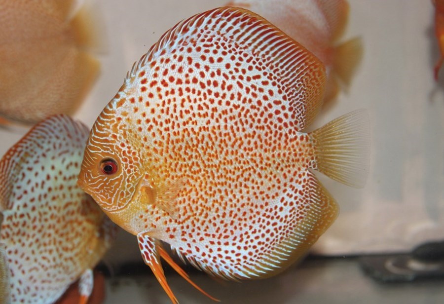 Ghost Eruption Discus Discus Eruption 6 cm - Le vivant | Histoires d'Eaux