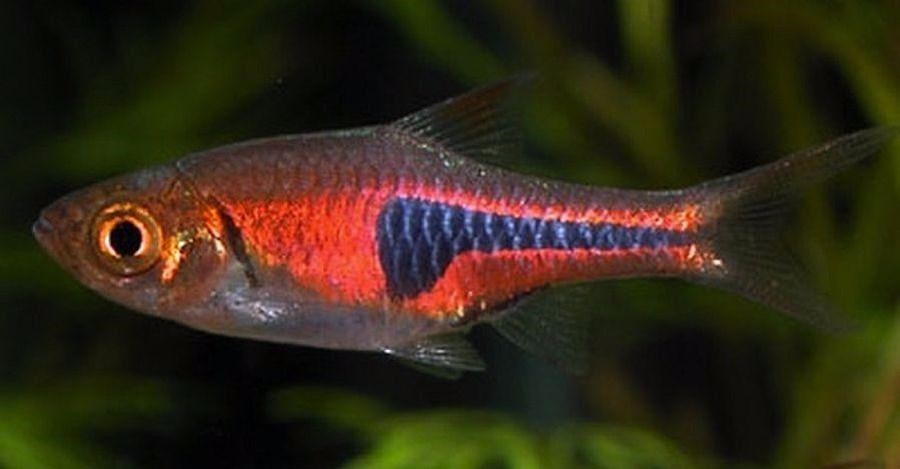 RASBORA ESPEI M