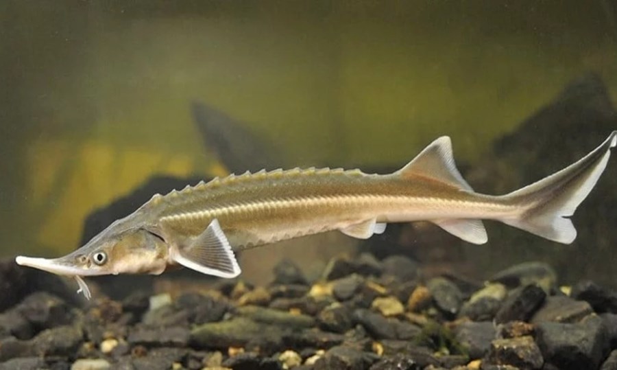 ESTURGEON STERLET 17-25 CM