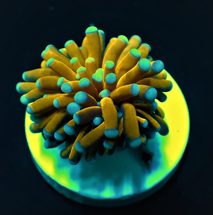 Euphyllia cristata (Gold Torch) (1 tête)