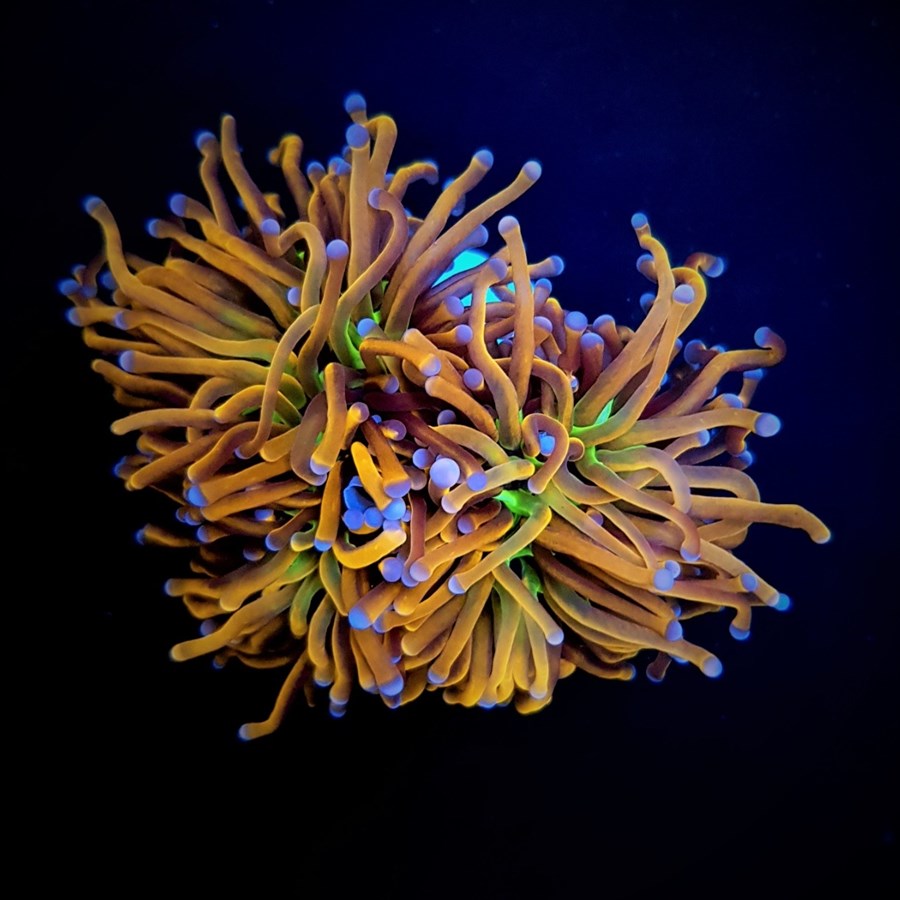 Euphyllia glabrescens (Hellfire) (1 tête)