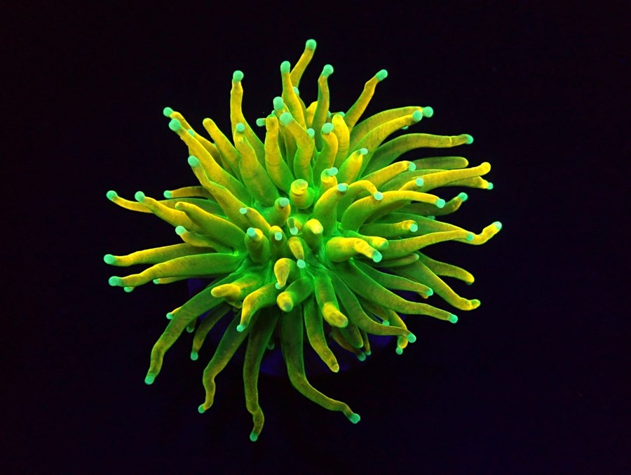 Euphyllia glabrescens (Holy Grail) (1 tête.)