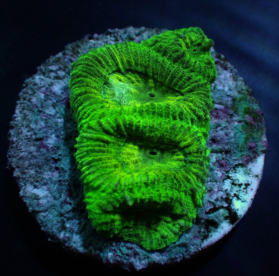 Favia spp. (Green) (frag)