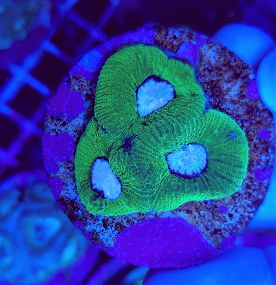 Favia spp. (Green) (frag)