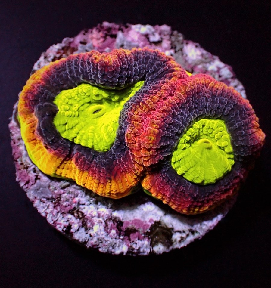 Favites complanata (Dragon Soul) (frag)